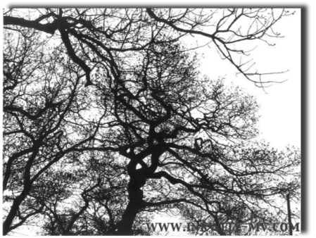 oak trees
-massasoit ave., oak bluffs -